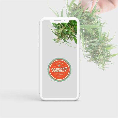 Cannabis Connect on a phone