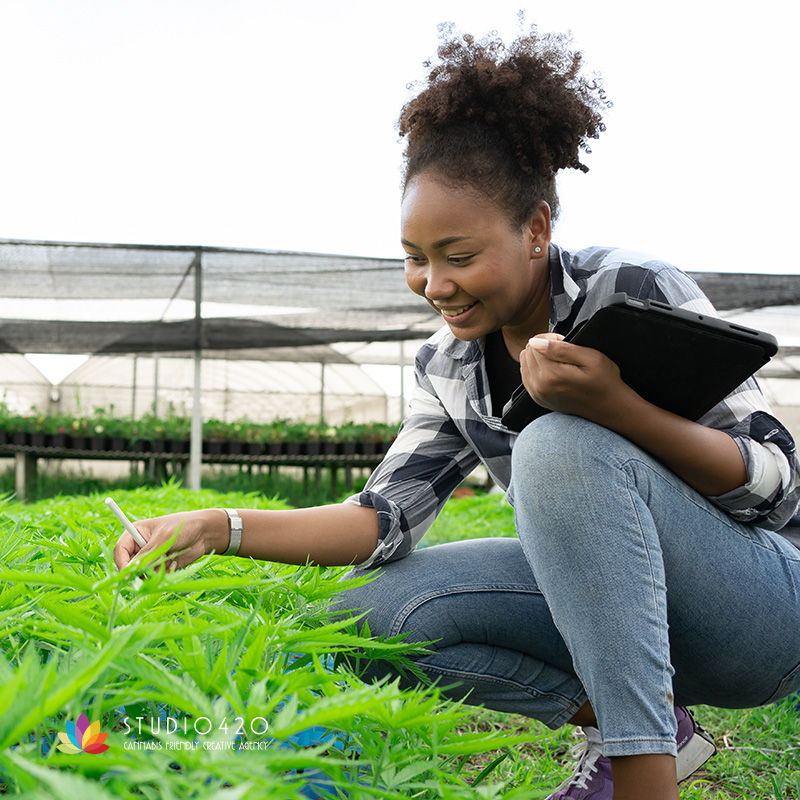 Is This The “Golden Ticket” For Cannabis Social Equity Entrepreneurs?