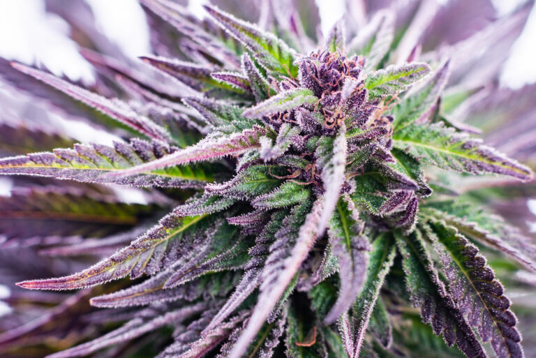 cannabis plant close-up, marijuana purple, medical macro, trichomes TНC and CBD indica and sativa medical culture