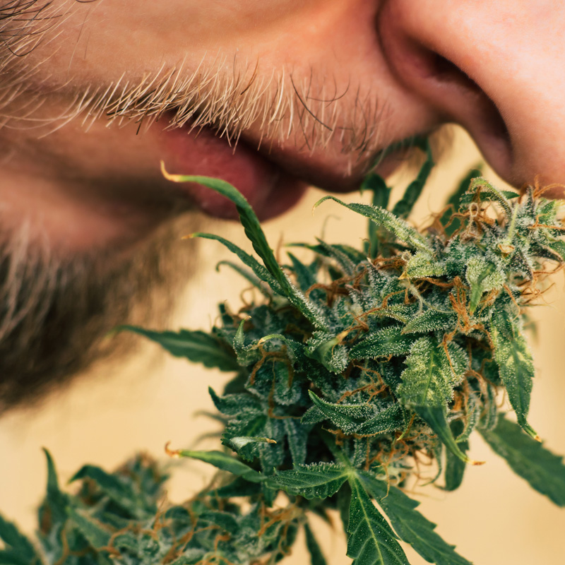 The Cannabis Industry – A Changing Landscape in 2026